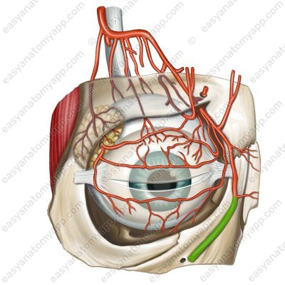 Угловая артерия (a. angularis)
